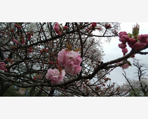 桜