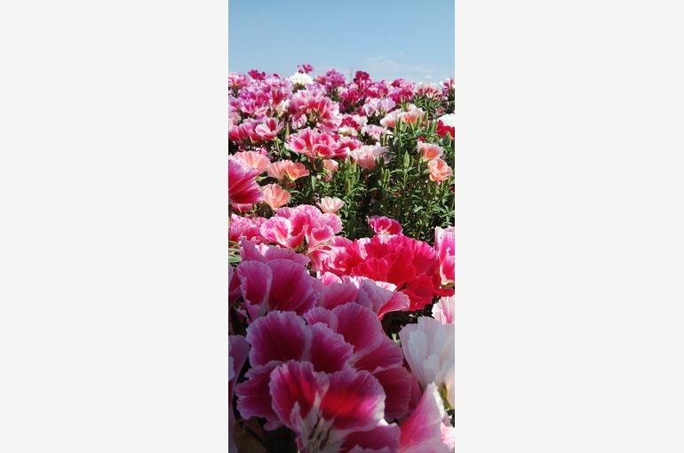 藤岡市ゴデチア畑