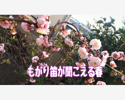 もがり笛が聞こえる春