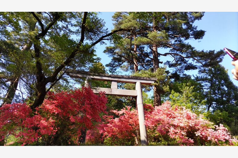 赤城神社のツツジ